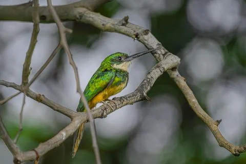 Rufus fronted Jacamar Stock Photos