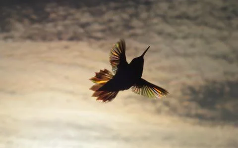 Rufus humming bird against clouds back lit with rainbow colors in wing Stock Photos