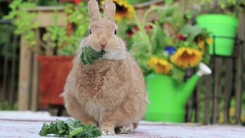 Rufus Rabbit eats kale head on with sunflowers in background smiles at end  Stock Footage 137444116