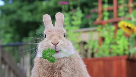 Rufus Rabbit eats parsley head on drops down and pops up with sunflowers in  Stock Footage 137444101