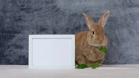 Rufus Rabbit eats parsley next to white picture frame for mock-up art copy s Stock Footage 167082947