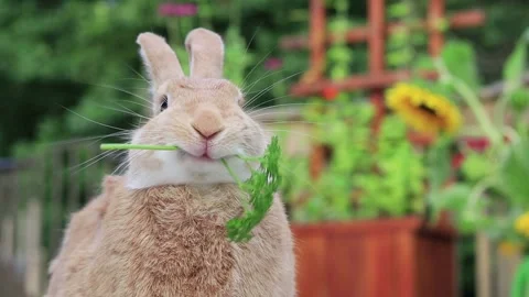 Rufus Rabbit eats a sprig of parsley on deck with sunflowers in background s Stock Footage 137444121