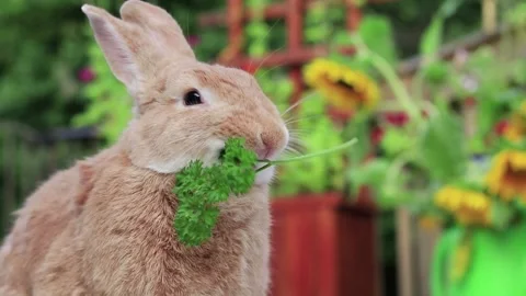 Rufus Rabbit eats a sprig of parsley on deck at slight angle with sunflowers Stock Footage 137444130
