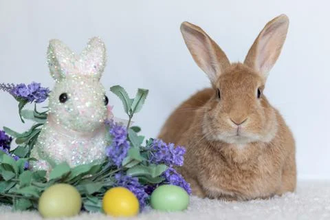 Rufus rabbit posing next to lilacs and bunny (1) Stock Photos