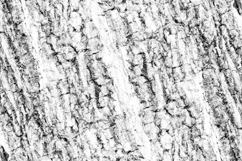 Rugged abstract texture and pattern background of old tree bark Stock Photos