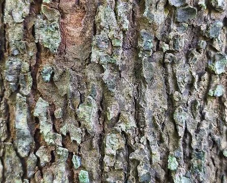Rugged and Scaly Tree Bark Texture with Deep Cracks and Gray Lichen Stock Photos
