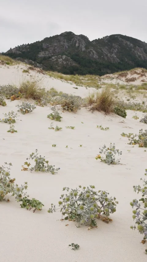 Rugged Atlantic beach boasting dunes and a variety of coastal plants Video stock 285162178