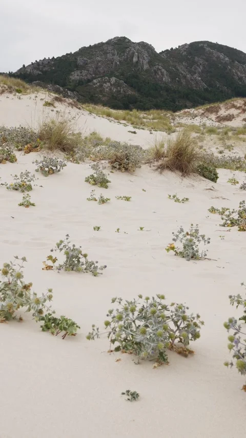 Rugged Atlantic beach boasting dunes and a variety of coastal plants Vidéo 285162191