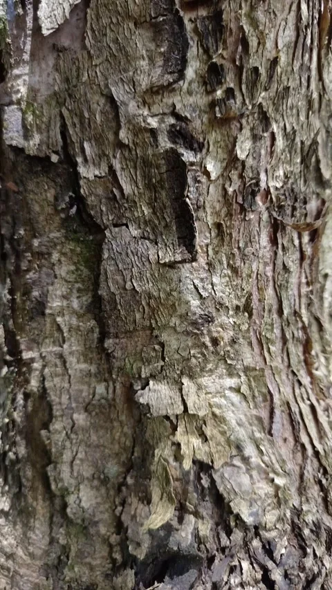 Rugged bark shows deep cracks and rough texture Stock Footage 331387836