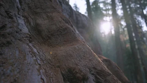 Rugged Bark In Sunlight Stock Footage 342735093