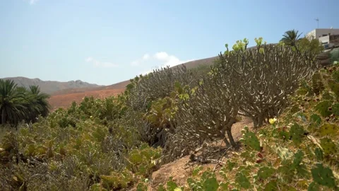 Rugged cactus plants  Vídeo Stock 211385597