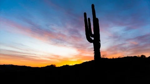 Rugged Cactus Timelapse at Sunset Desert Stock Footage 113504374