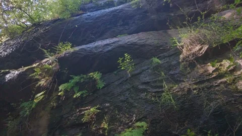 Rugged cliff face with moss and ferns Stock Footage 345261789