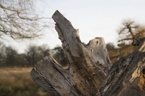 Rugged dead tree stump Stock-Fotos