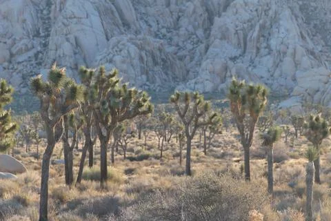  rugged desert scene. Stock Photos