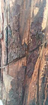 Rugged Elegance; The Natural Patterns of Tree Bark Stock Photos