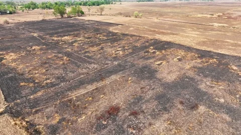A rugged expanse, alternating between parched soil and golden foliage. Stock Footage 274938620