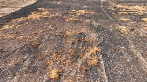 A rugged expanse, alternating between parched soil and golden foliage. Stock Footage 274938752