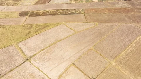 A rugged expanse, alternating between parched soil and golden foliage. Stock Footage 274938830