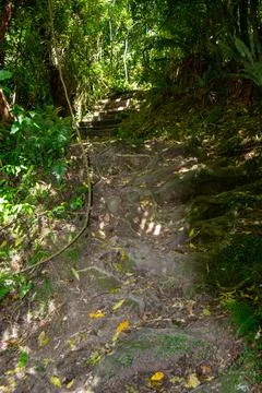 Rugged Forest Pathway Through Lush Greenery Foto stock