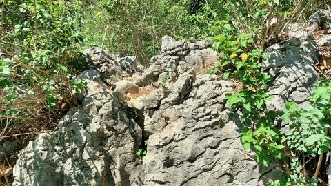 Rugged Grey Rock Formations Surrounded by Wild Green Mountain Vegetation Stock-Fotos