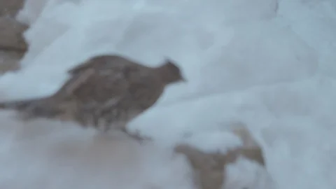 Rugged Grouse in Winter Stock Footage 86664903