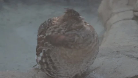 Rugged Grouse in Winter Stock Footage 86664942