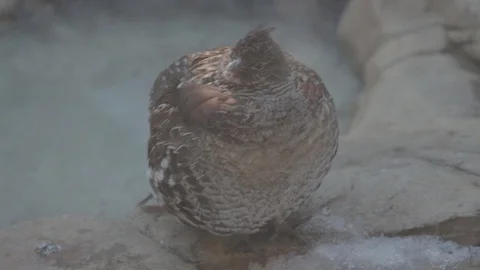 Rugged Grouse in Winter Stock Footage 86664948