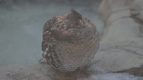 Rugged Grouse in Winter Stock Footage 86664962