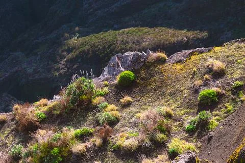 Rugged hillside with sparse shrubs and mossy rocks Stock Photos