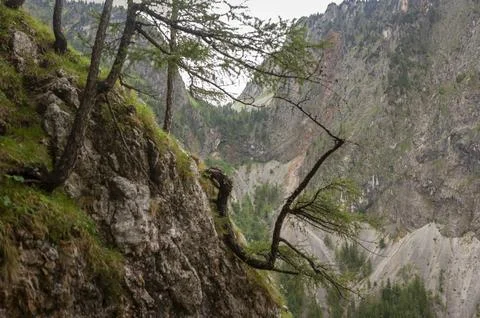 Rugged Limestone Mountain Valley Framed by Alpine Trees and Rocky Slopes Ac.. Stock-Fotos