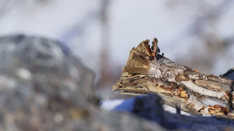 Rugged log with torn edge rests on snow in winter forest Видео 322040840