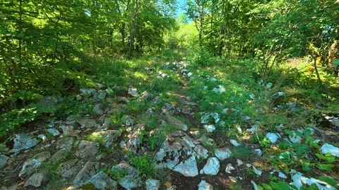 Rugged, mossy rocks dot uneven trail path. Kozji Kamen hiking path, Serbia 库存影片 342340203