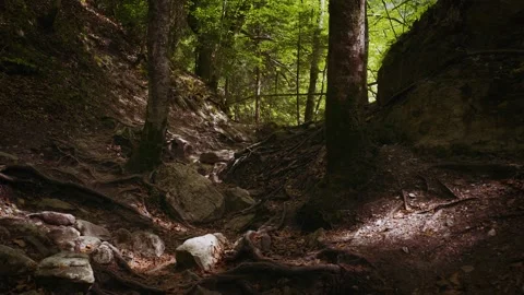Rugged mountain forest trail with exposed tree roots as steps, sunlight through Stock Footage 335126775