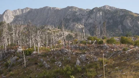 Rugged mountain terrain with forest of dead or leafless trees. Stock Footage 254524309