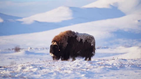 Rugged Musk Ox Stock Footage 306095580