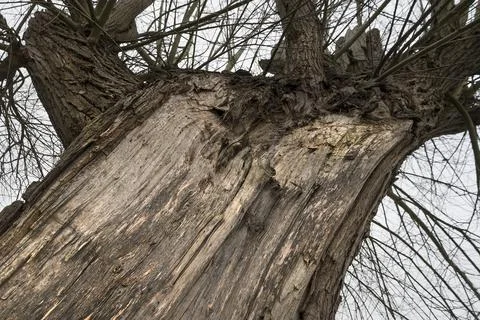 Rugged old tree Stock Photos