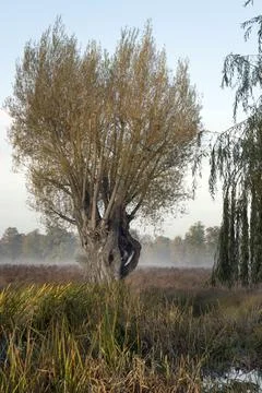 Rugged old  tree Fotos Stock