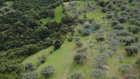 Rugged path in an olive farm on a green slope near a historic mountain Stock Footage 343994755