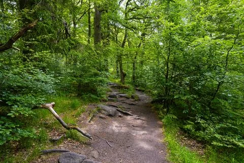 Rugged path through Padley Gorge in Derbyshire. Stock Photos