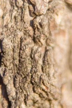 Rugged texture evokes ancient strength, weathered by time and sun, perfect fo Fotos Stock