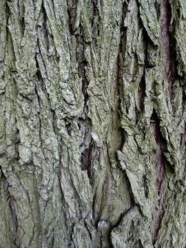 Rugged tree bark with green moss natural organic texture background Stock Photos