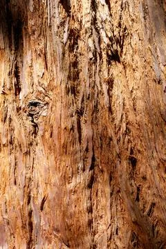 Rugged tree bark, rich in texture and warm tones 写真素材