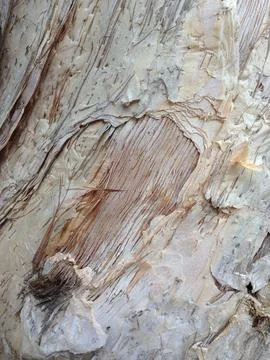 Rugged tree bark surface with peeling layers Stock Photos