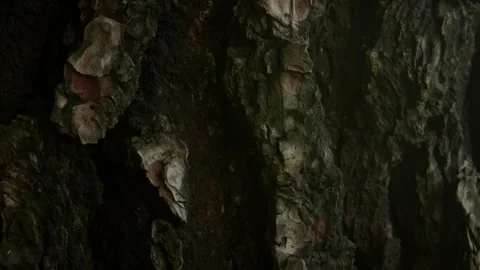 Rugged Tree Bark Texture. Stock Footage 257207742