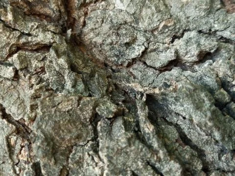 Rugged Tree Bark Texture Full Frame Close Up With Natural Cracks and Details Stockfoto's