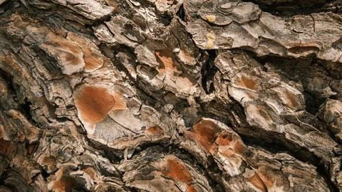 Rugged Tree Bark Texture Stock Photos