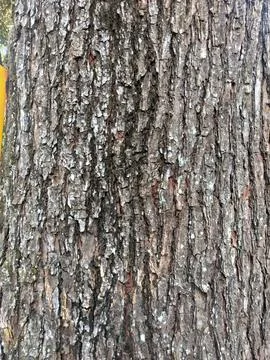 Rugged Tree Bark Texture Foto stock