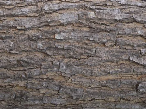 Rugged Tree Bark Texture 库存照片