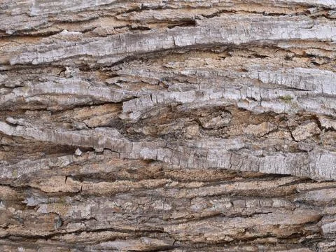 Rugged Tree Bark Texture 库存照片